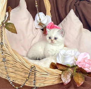 Bkh blue tortie tabby point stammbaum 