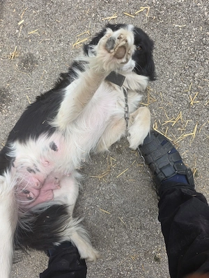 Border Collie Hündin 1j 15kg TRAUMHUND ausreisebereit nach Adoption  Bild 5