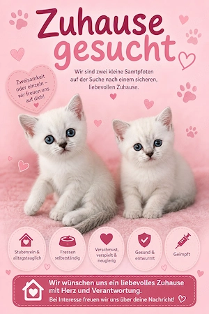 Vermittlung unserer BKH Kitten 