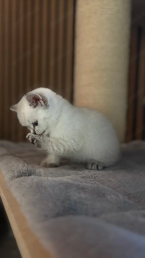  BKH Kitten bald Auszugsbereit 