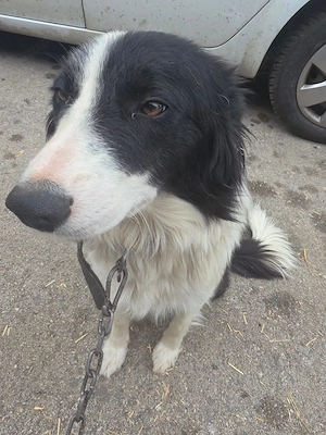 Border Collie Hündin 1j 15kg TRAUMHUND ausreisebereit nach Adoption  Bild 6