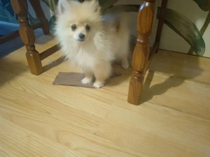 pomeranian zwergspitz vier Monate alt gechipt geimpft enwurmd 