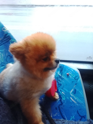 Pomeranien Hündin