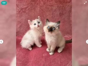 Wunderschöne Ragdoll Kitten suchen ein liebevolles Zuhause