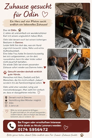 Odin sucht 5 Sterne Zuhause