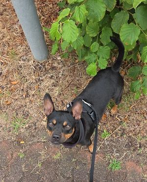 Lieber Familienhund 