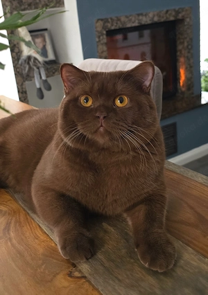 BKH Deckkater, chocolate mit Stammbaum, KEIN VERKAUF!