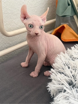 Sphynx Elf Baby Kitten