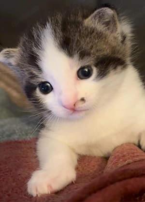Mädchen - Kitten ab Ende Juni abzugeben