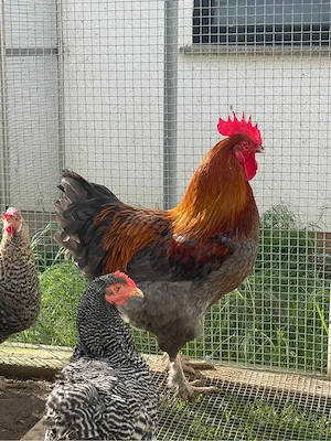 Hahn Marans blaukupfer 2025