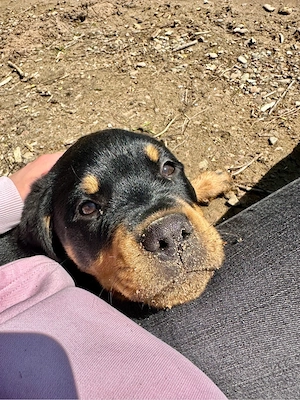 Rottweiler-Welpe Coco sucht erfahrenes, liebevolles Zuhause   