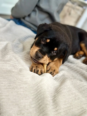Rottweilerwelpe Coco sucht passendes Zuhause 