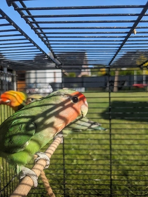 Rosenköpfchen  Bild 2