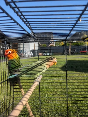 Rosenköpfchen  Bild 3