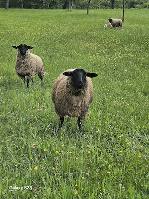 Suffolk Schafe zu verkaufen 