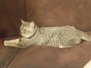 Britische Kurzhaar Katze 