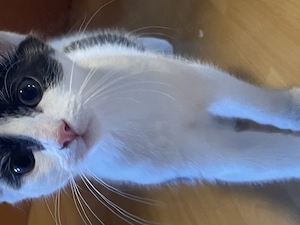 Katzenbaby Mädchen 12 Wochen 