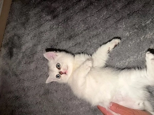 bkh kitten weiß