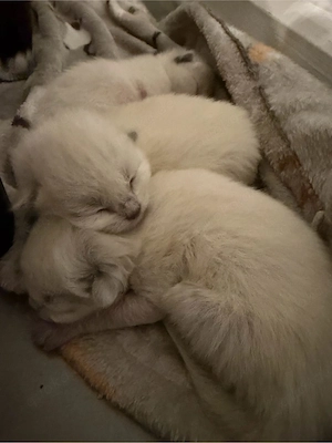 Reinrassige Siamkatze Katzenbabys Siam