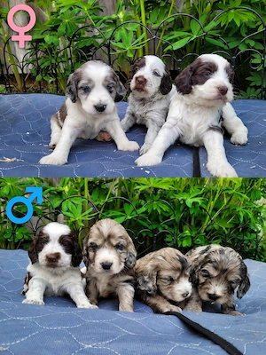 Cockapoo Welpen Harlekin-Merle