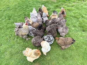 Bruteier reinrassige Brahmas gesperbert  Bild 2