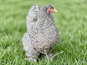 Bruteier reinrassige Brahmas gesperbert  Bild 3