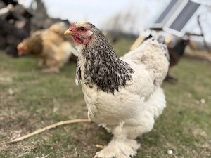 Bruteier reinrassige Brahmas gesperbert  Bild 5