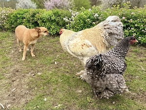 Bruteier reinrassige Brahmas gesperbert  Bild 7
