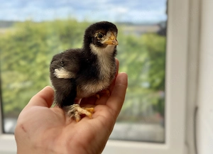 Bruteier reinrassige Brahmas gesperbert  Bild 10