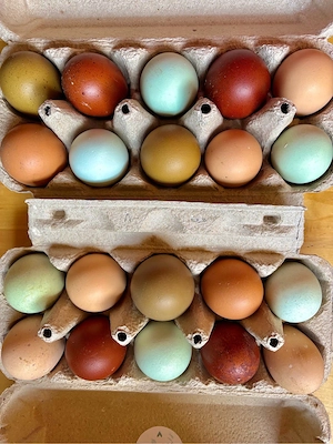 Bruteier Marans | Araucana | Olivleger  Bild 2