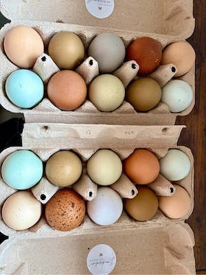 Bruteier Marans | Araucana | Olivleger  Bild 3