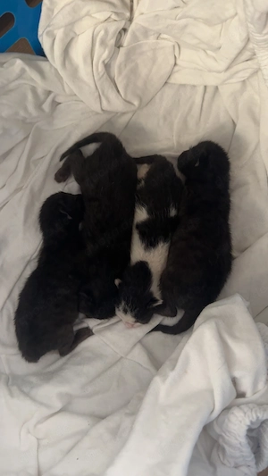 4 niedliche Kitten