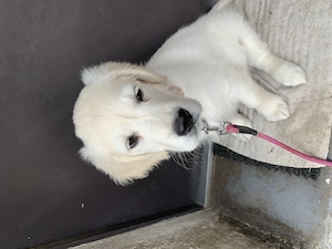 Golden Retriever Hündin ( Welpe ) 