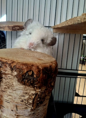 Weibchen Chinchilla Angora 