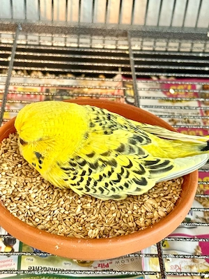 Handzahme Schauwellensittiche babys 