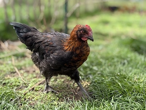 Reinrassige Marans SK Hähne 