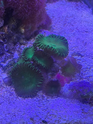 Palythoa Uranium Death Krustenanemone Zoa