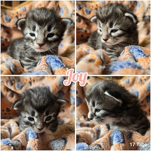 Norwegische Waldkatzen Kitten reinrassig mit Papieren 