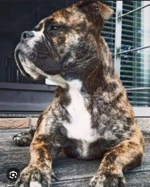 Suche Old english bulldog New English Bulldogge  Bild 2