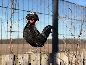 holländer Haubenhuhn - Hähne 