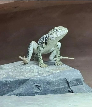 Crotaphytus collaris collaris (Halsbandleguan) 