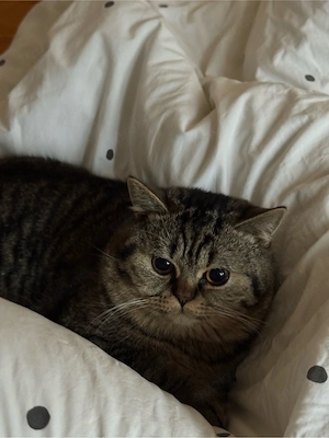     Süßer Kater Puffy sucht ein liebevolles Zuhause