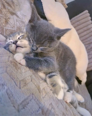 BKH Kater 2 Stück
