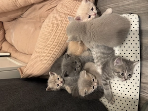 Kitten Britisch kurzhaar in Darmstadt zu verkaufen 