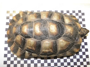Griechische Landschildkröten Bild 2