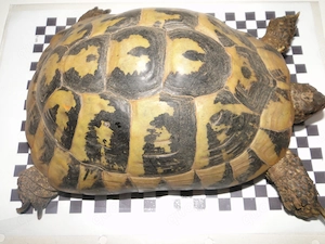 Griechische Landschildkröten Bild 7