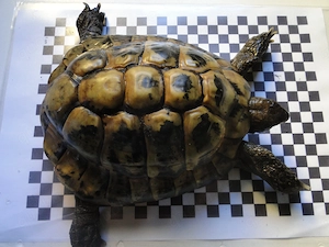 Griechische Landschildkröten Bild 3