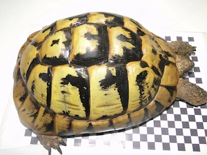 Griechische Landschildkröten Bild 6