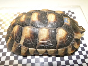 Griechische Landschildkröten Bild 5