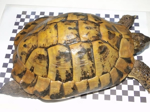 Griechische Landschildkröten Bild 4